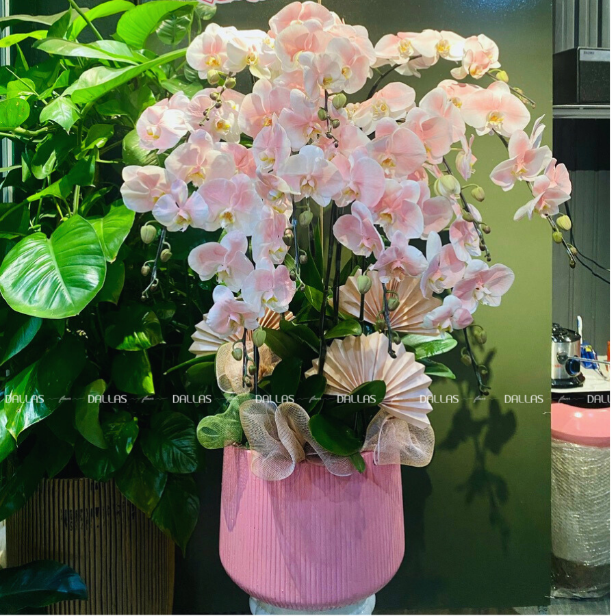 Chậu Lan Hồ Điệp Hồng Pastel 8 Cành (Đ8-NH1/02) Chậu Lan Hồ Điệp Hồng Pastel 8 Cành (Đ8-NH1/02)