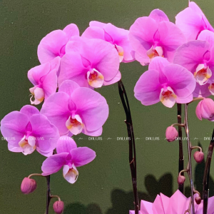 Chậu Lan Hồ Điệp Hồng Anna 3 Cành (Đ3_H1/03)