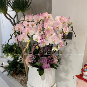 Chậu Lan Hồ Điệp Hồng Pastel 8 Cành (Đ8-NH1/01)