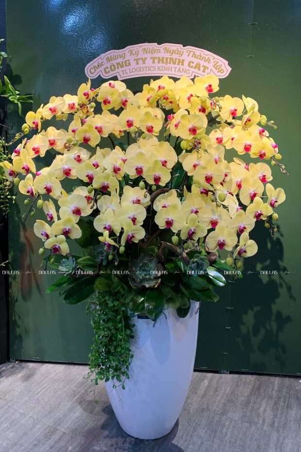 TL Logistic - Lựa Chọn Hoa Lan Hồ Điệp Vàng Cho Kỷ Niệm Ngày Thành Lập