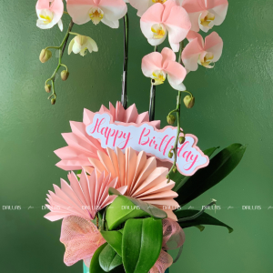 Chậu Lan Hồ Điệp Hồng Pastel Signature 2 Cành (Đ2-NH1/02)