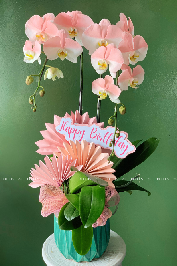 Chậu Lan Hồ Điệp Hồng Pastel Signature 2 Cành (Đ2-NH1/02) Chậu Lan Hồ Điệp Hồng Pastel Signature 2 Cành (Đ2-NH1/02)