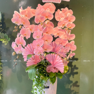 Chậu Lan Hồ Điệp Hồng Pastel Signature 6 Cành (Đ6-NH1/02)