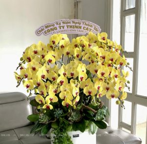 TL Logistic - Lựa Chọn Hoa Lan Hồ Điệp Vàng Cho Kỷ Niệm Ngày Thành Lập