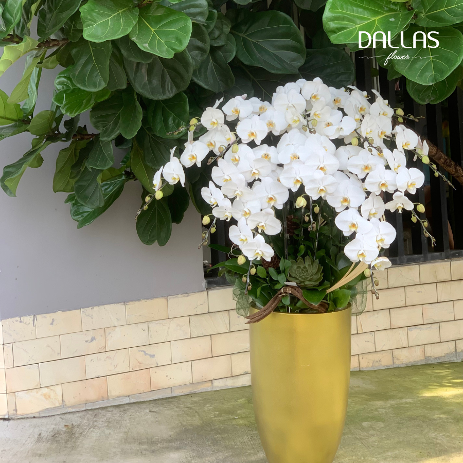 Bệnh Viện 175 - Chậu Lan Hồ Điệp Trắng, Món Quà Tặng Sinh Nhật Ý Nghĩa Cho Sếp Nam