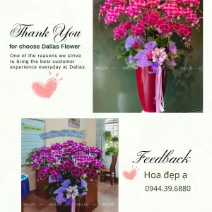 Chậu Hoa Lan Hồ Điệp Đột Biến Tím 15 Cành (Đ15-ĐB1/02/C)