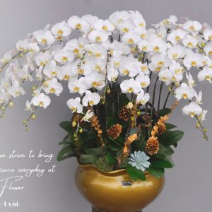 Chậu Lan Hồ Điệp Trắng 20 Cành (Đ20-TR1/02)