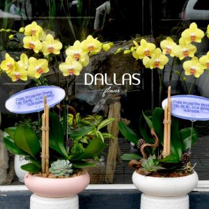 Chậu Lan Hồ Điệp Vàng 3 Cành (Đ3-V1/05)