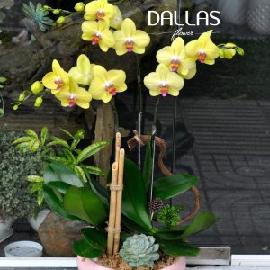 Chậu Lan Hồ Điệp Vàng 3 Cành (Đ3-V1/05)