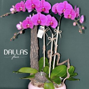 Chậu Lan Hồ Điệp Tím 3 Cành (Đ3_ĐB1/02)