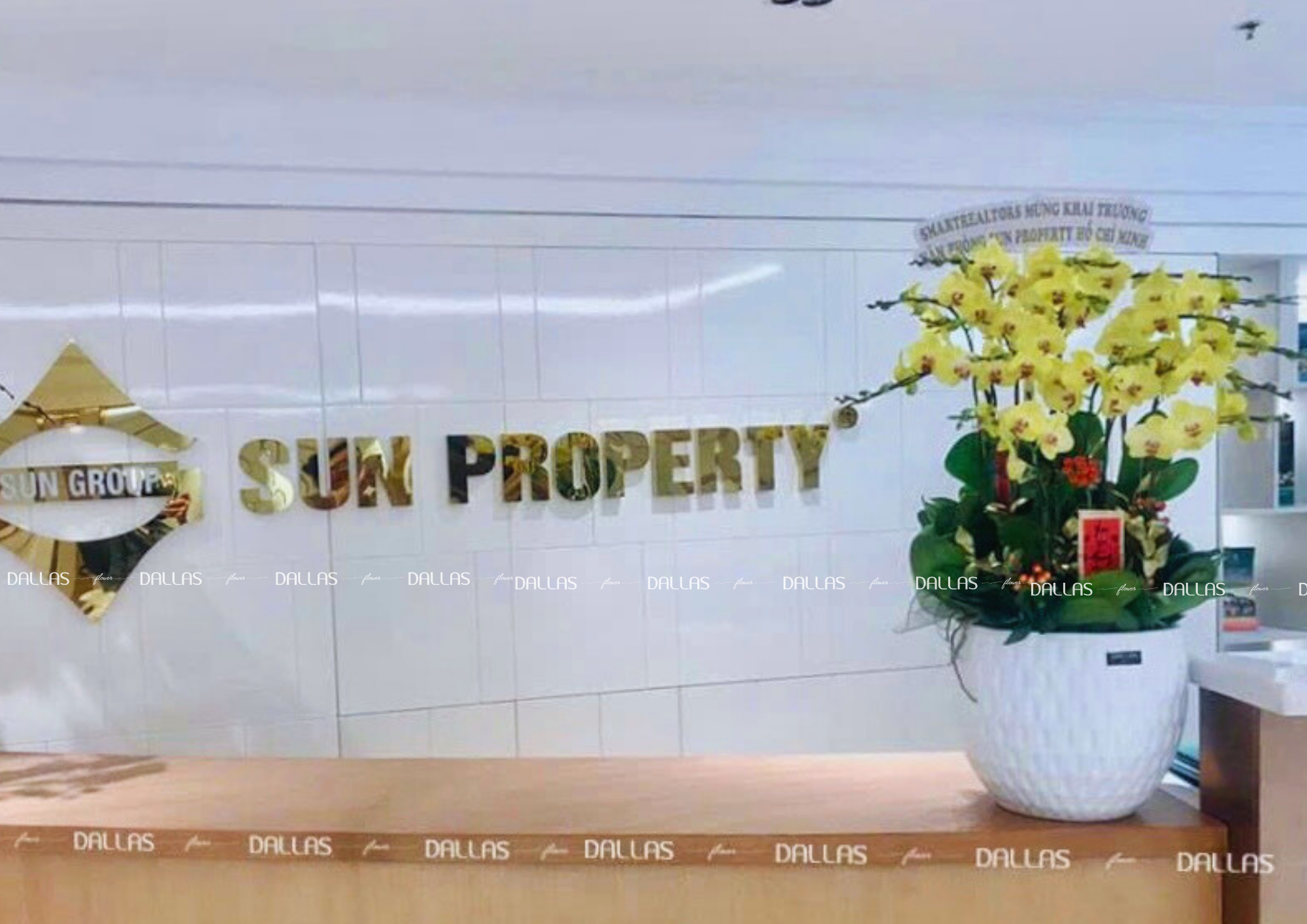 SMARTLAND - Chậu Hoa Lan Hồ Điệp Chúc Mừng Khai Trương Văn Phòng Mới