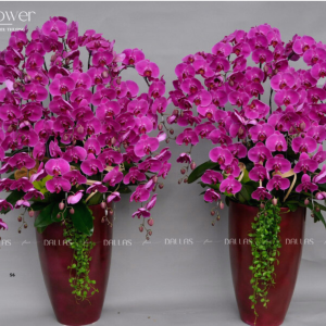 Chậu Lan Hồ Điệp Tím 15 Cành (Đ15-TI1/01/C)