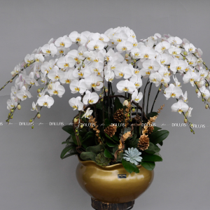 Chậu Lan Hồ Điệp Trắng 20 Cành (Đ20-TR1/02)
