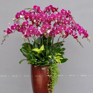 Chậu Lan Hồ Điệp Đột Biến 15 Cành (Đ15-ĐB1/01/C)