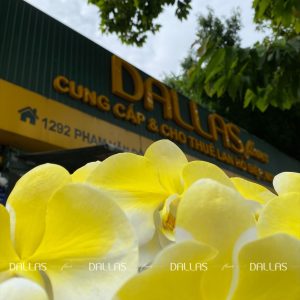 Chậu Lan Hồ Điệp Vàng Gold 6 Cành (Đ6-NV1/02)