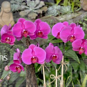 Chậu Lan Hồ Điệp Tím 3 Cành (Đ3_ĐB1/02)