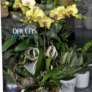 Chậu Lan Hồ Điệp Vàng 3 Cành (Đ3-V1/01)