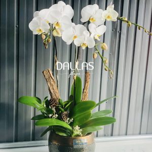 Chậu Lan Hồ Điệp Trắng 3 Cành (Đ3-TR1/01)