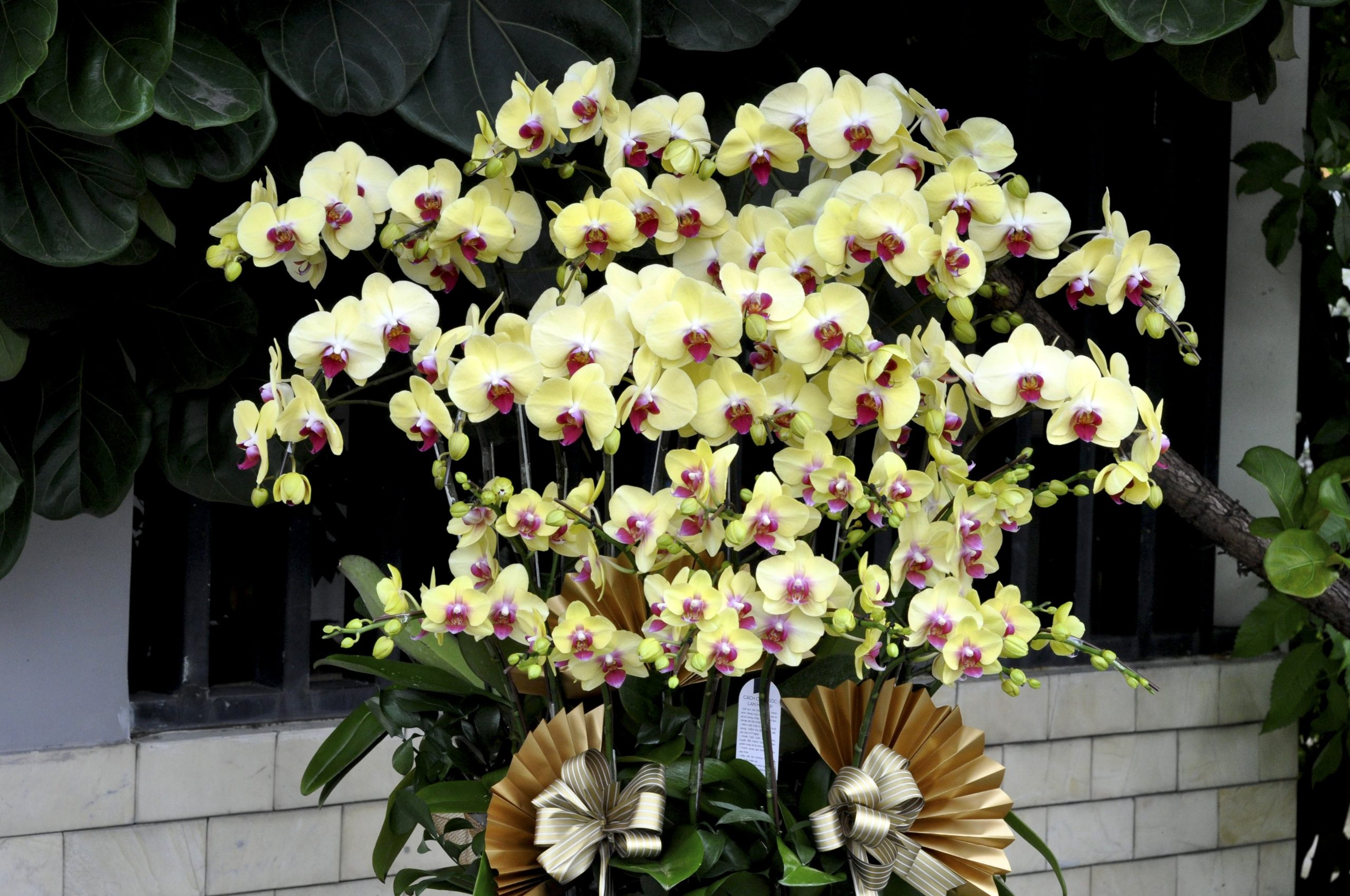 SMARTLAND - Chậu Hoa Lan Hồ Điệp Vàng Chúc Mừng Khai Trương Văn Phòng Thủ Thiêm Zeit River