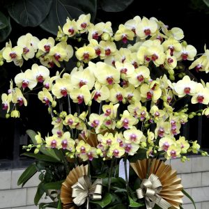 Chậu Lan Hồ Điệp Vàng 24 Cành Đôi (Đ12- V2/01/C)