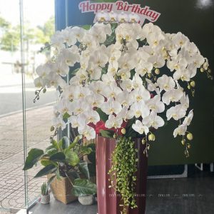 Chậu Hoa Lan Hồ Điệp Trắng 15 Cành (Đ15-TR1/02/CP)