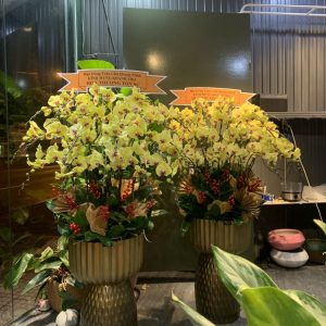 Chậu Lan Hồ Điệp Vàng 20 Cành (Đ20-V1/03)