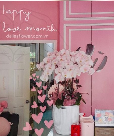 Chậu Lan Hồ Điệp Hồng Pastel 8 Cành Đôi (Đ4-NH2/01) Chậu Lan Hồ Điệp Hồng Pastel 8 Cành Đôi (Đ4-NH2/01)