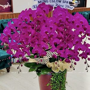 Chậu Lan Hồ Điệp Tím 15 Cành (Đ15-TI1/02/C)