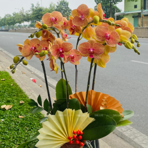 Chậu Lan Hồ Điệp Cam 6 Cành Đôi (T3-C2/02)