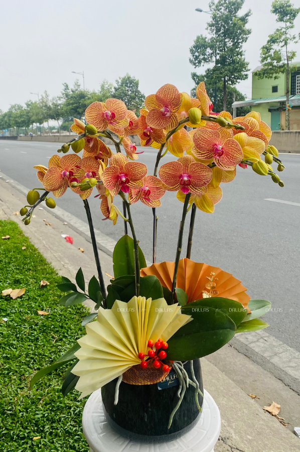 Chậu Lan Hồ Điệp Cam 6 Cành Đôi (T3-C2/02) Chậu Lan Hồ Điệp Cam 6 Cành Đôi (T3-C2/02)