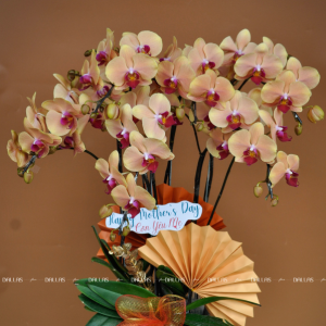 Chậu Lan Hồ Điệp Cam 6 Cành Đôi (T3-C2/01)