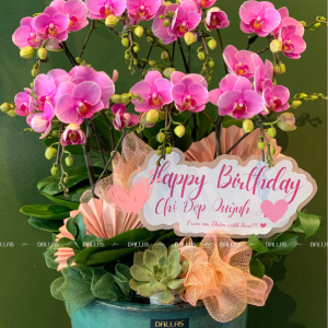 Chậu Lan Hồ Điệp Mini Hồng 8 Cành Đôi (M4-H2/04)