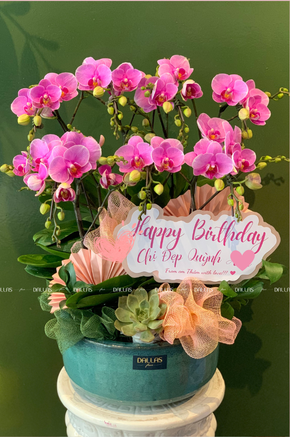 Chậu Lan Hồ Điệp Mini Hồng 8 Cành Đôi (M4-H2/04) Chậu Lan Hồ Điệp Mini Hồng 8 Cành Đôi (M4-H2/04)