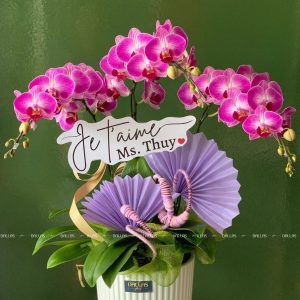 Chậu Lan Hồ Điệp Tím 3 Cành (T3-TI1/01)