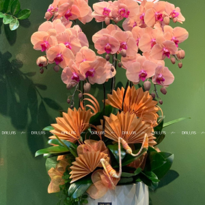 Chậu Lan Hồ Điệp Cam 8 Cành (Đ8-C1/01)