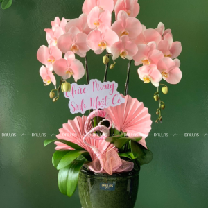 Chậu Lan Hồ Điệp Hồng Pastel Signature 3 Cành (Đ3-NH1/02)