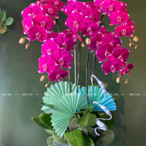Chậu Lan Hồ Điệp Đột Biến Tím 5 Cành (Đ5-ĐB1/10)