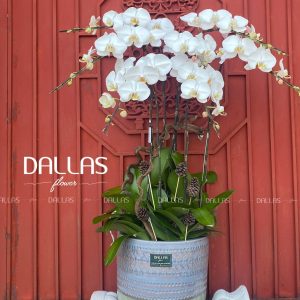 Chậu Lan Hồ Điệp Trang Trí Chủ Đề Trung Thu - 8 Cành Trắng (Đ8-TR1/02)