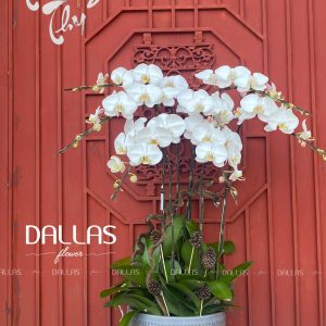 Chậu Lan Hồ Điệp Trang Trí Chủ Đề Trung Thu - 8 Cành Trắng (Đ8-TR1/02)