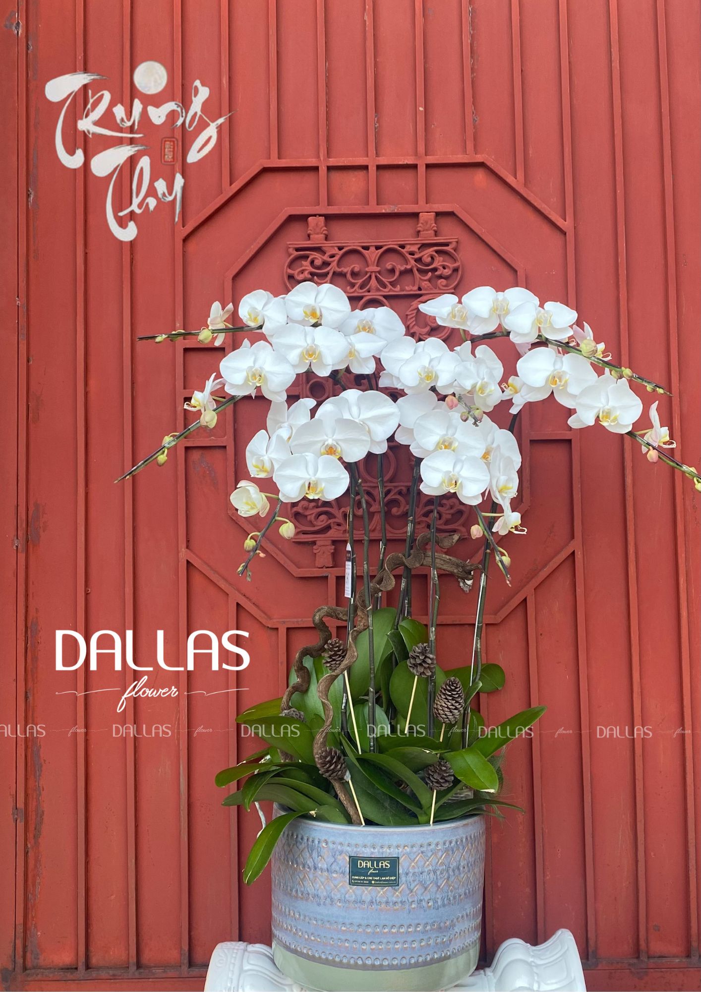 Chậu Lan Hồ Điệp Trang Trí Chủ Đề Trung Thu - 8 Cành Trắng (Đ8-TR1/02) Chậu Lan Hồ Điệp Trang Trí Chủ Đề Trung Thu - 8 Cành Trắng (Đ8-TR1/02)