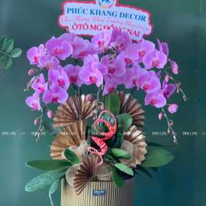 Chậu Lan Hồ Điệp Hồng 6 Cành (Đ6-H1/02)