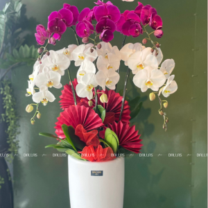Chậu Lan Hồ Điệp Trắng Tím 6 Cành (Đ6-Mix1/02)