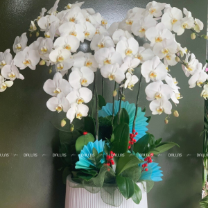 Chậu Lan Hồ Điệp Trắng 9 Cành (Đ9-TR1/01)