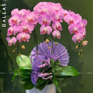 Chậu Lan Hồ Điệp Hồng 3 Cành (T3-H1/02)