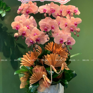 Chậu Lan Hồ Điệp Cam 8 Cành (Đ8-C1/01)