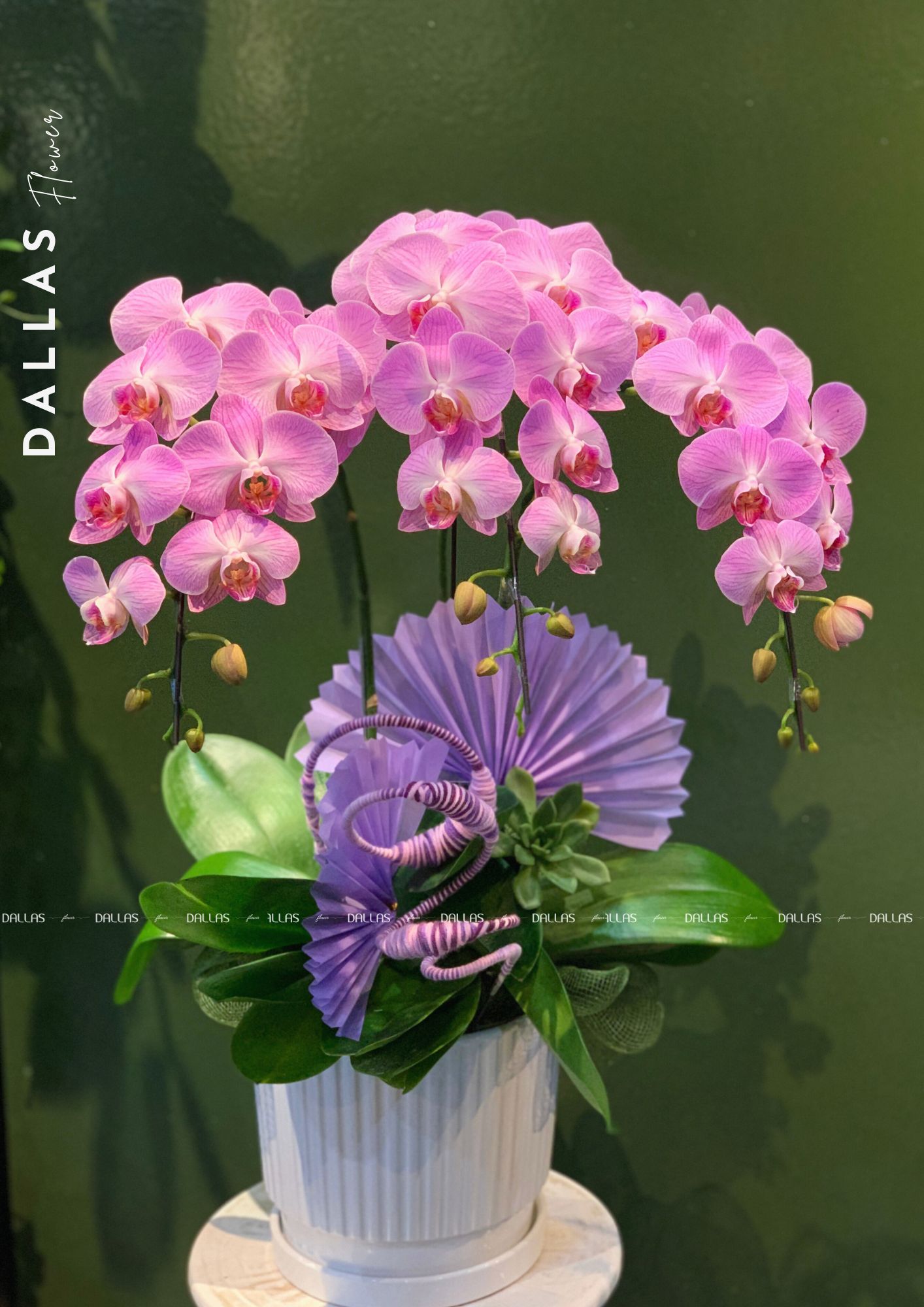 Chậu Lan Hồ Điệp Hồng 3 Cành (T3-H1/02) Chậu Lan Hồ Điệp Hồng 3 Cành (T3-H1/02) Chậu Lan Hồ Điệp Hồng 3 Cành (T3-H1/02)