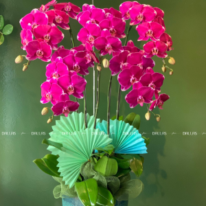 Chậu Lan Hồ Điệp Đột Biến Tím 5 Cành (Đ5-ĐB1/10)