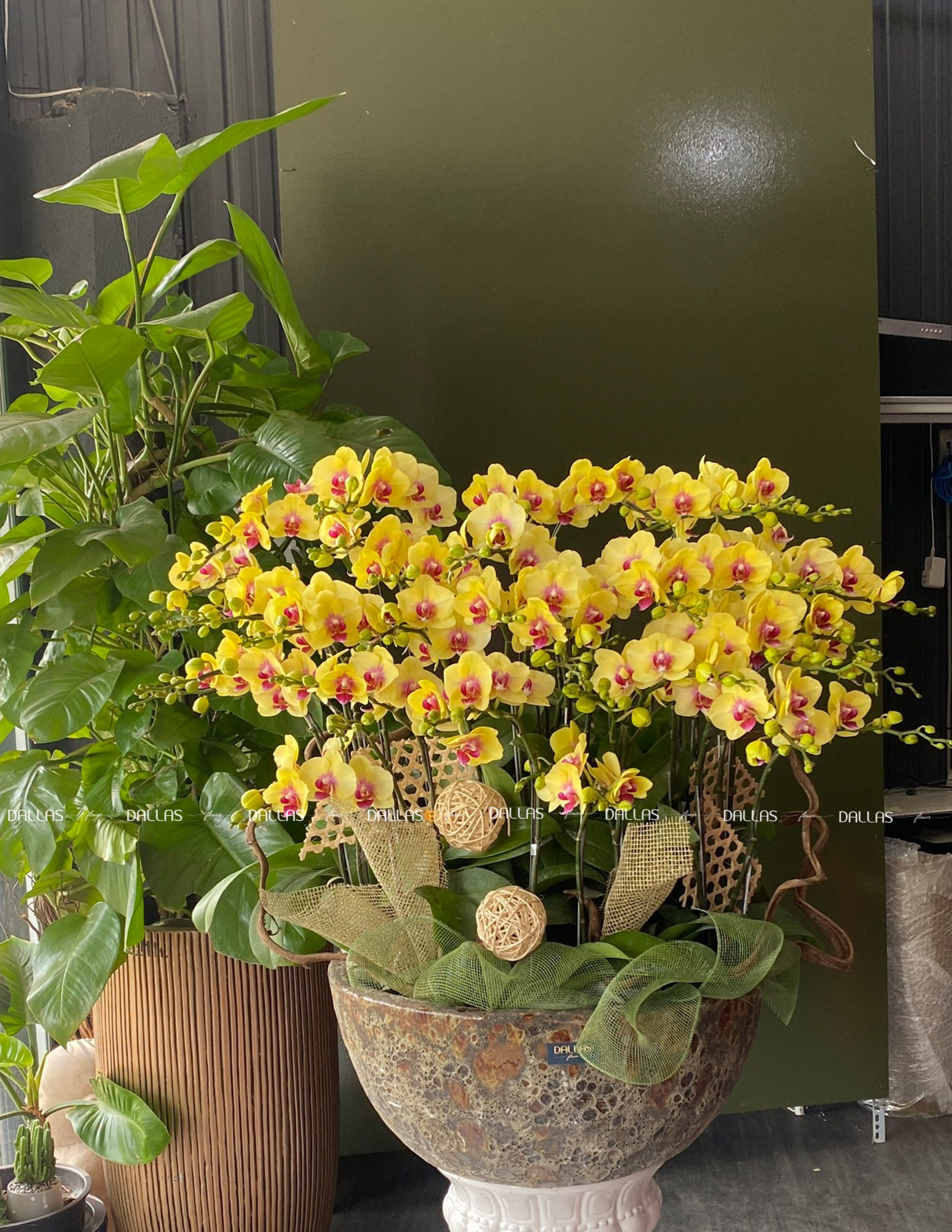 Chậu Lan Hồ Điệp Mini Vàng 40 Cành Đôi (M20-V2/01) Chậu Lan Hồ Điệp Mini Vàng 40 Cành Đôi (M20-V2/01)