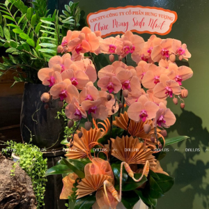 Chậu Lan Hồ Điệp Cam 8 Cành (Đ8-C1/01)