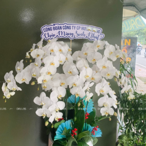 Chậu Lan Hồ Điệp Trắng 9 Cành (Đ9-TR1/01)